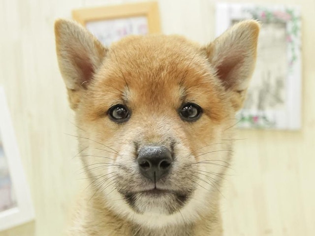 長野県の柴犬(標準サイズ) (ペッツワン塩尻店/2024年6月1日生まれ/女の子/赤)の子犬